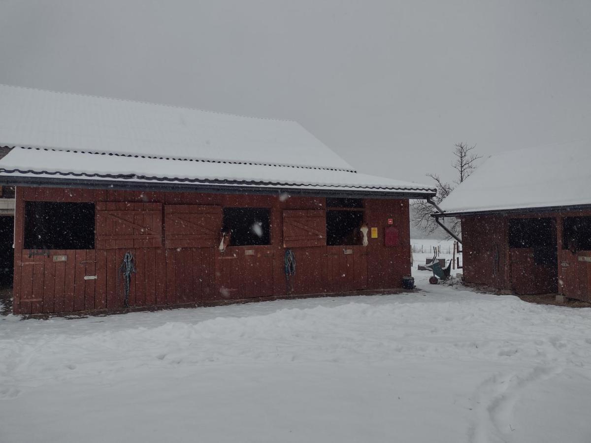 Kolorowe Wzgorze Agroturystyka I Konie Trojanow Экстерьер фото